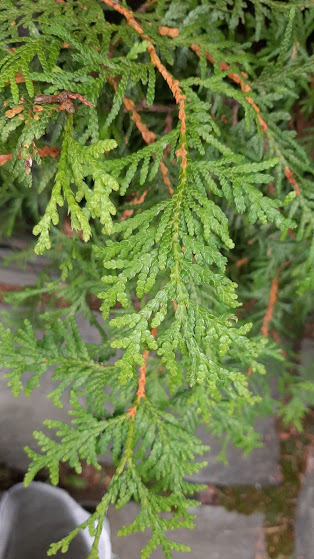 how-to-use-thuja-in-cosmetics